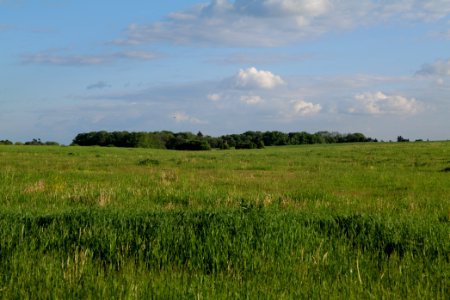Meadow in Temmen-Ringenwalde 2021-05-29 03