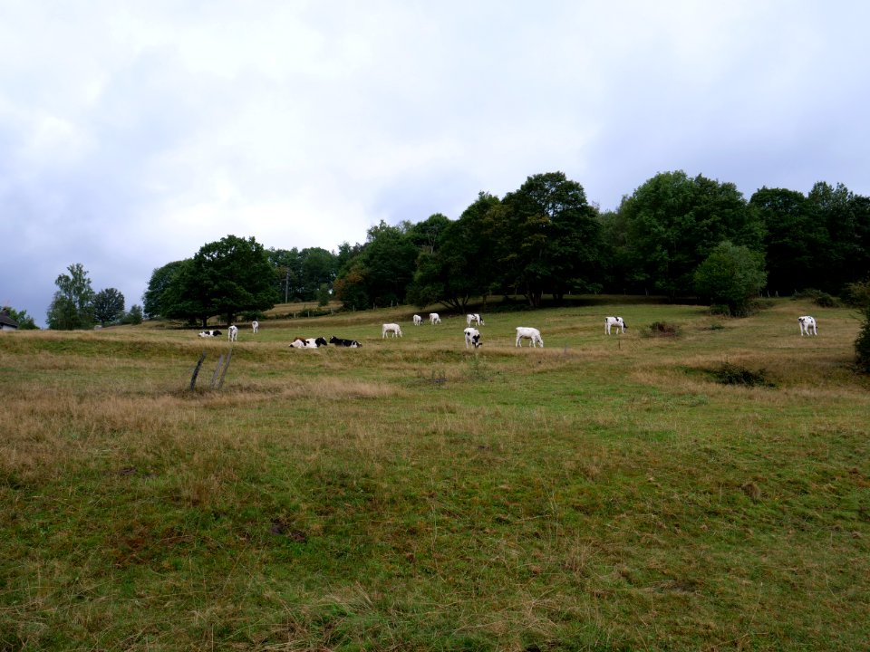 Meadow in Rurberg in September 2019 04
