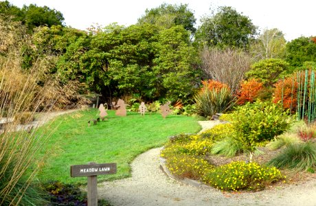 Meadow Lawn - Mendocino Coast Botanical Gardens - DSC02177