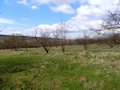 Meadow orchard Hauteroda