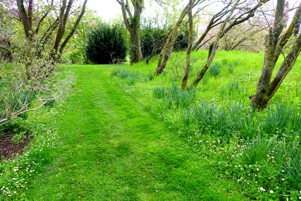 Meadow path - Torrecchia Vecchia - Cisterna di Latina, Italy - DSC03430
