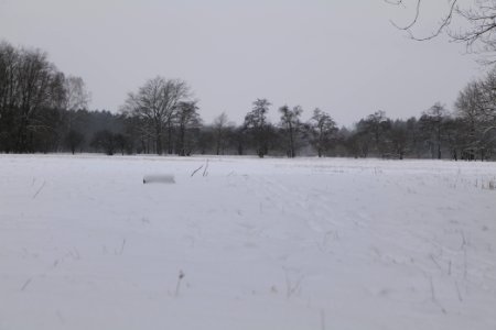 Meadow in the northwest of the Spandauer Forst with snow 2021-02-09 14