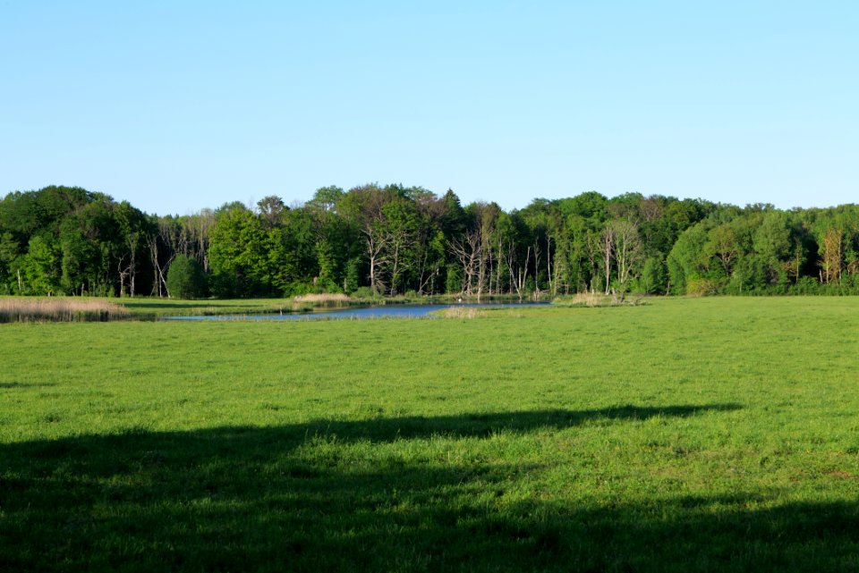 Meadow in Temmen-Ringenwalde 2021-05-29 24