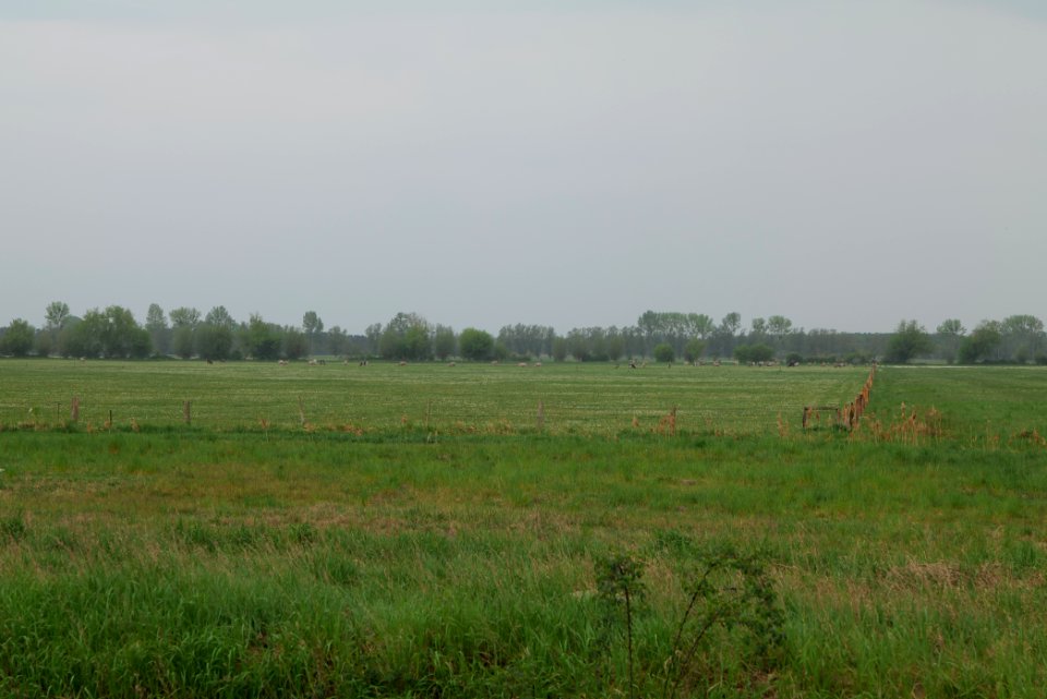 Meadow in Sommerfeld 2020-05-10 22