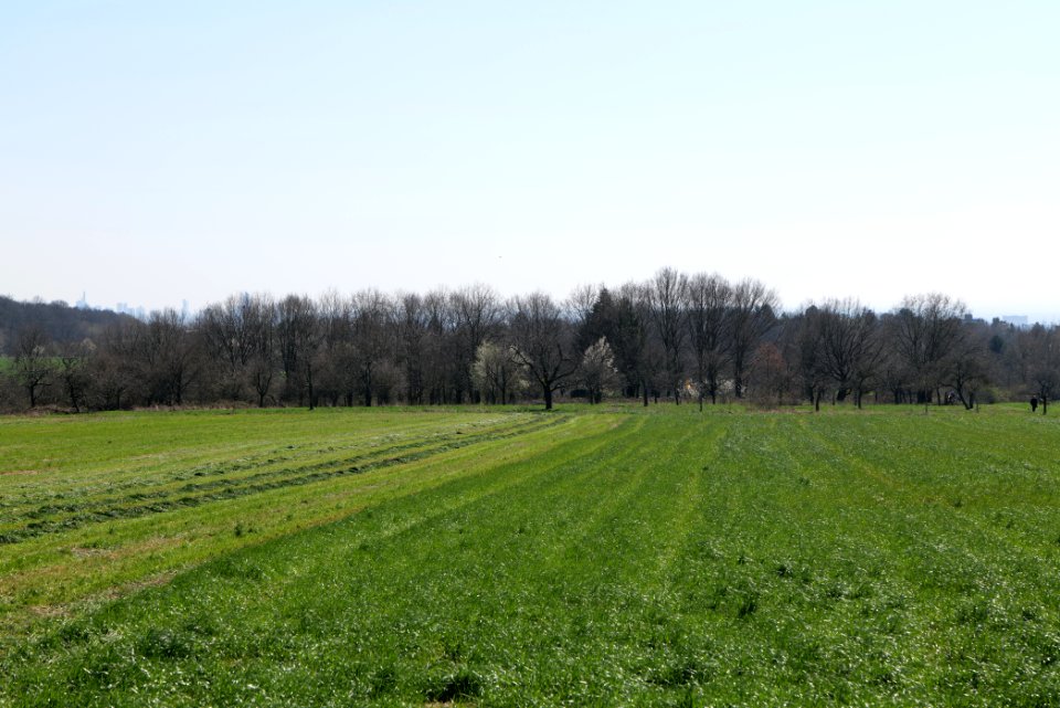 Meadow Oberhöchstadt 2020-03-25 17