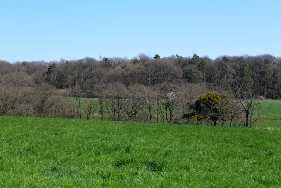 Meadow Oberhöchstadt 2020-03-25 10
