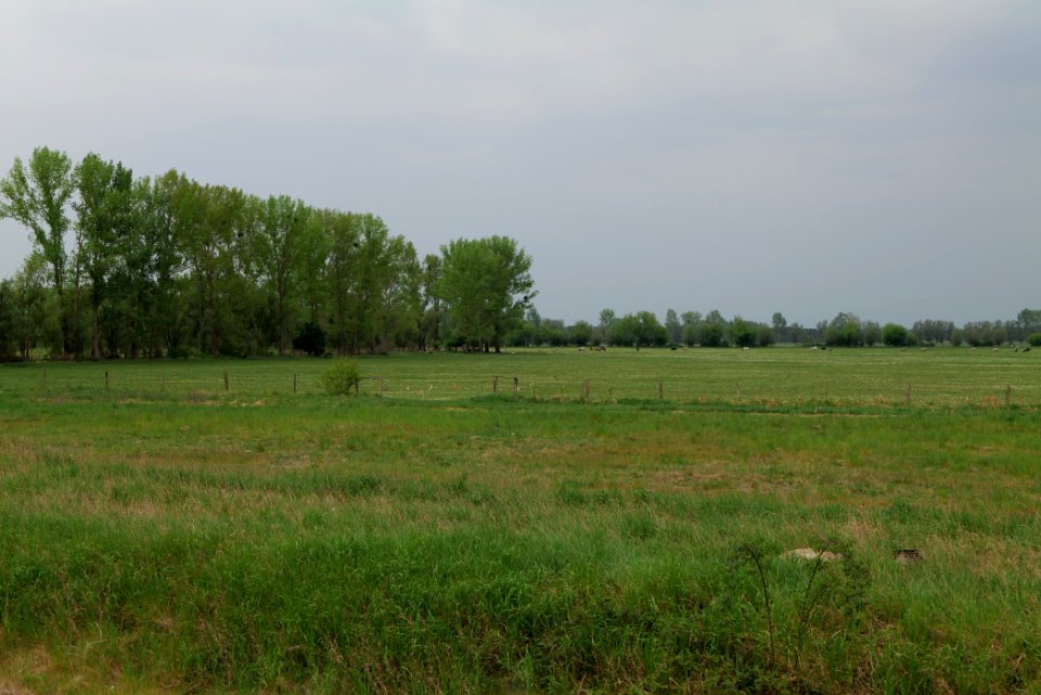 Meadow in Sommerfeld 2020-05-10 17