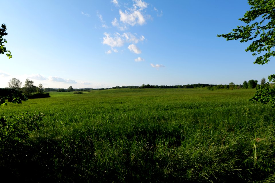 Meadow in Temmen-Ringenwalde 2021-05-29 29