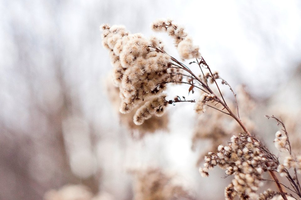 Meadow Plants (138939971)