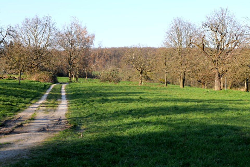 Meadow Oberhöchstadt 2020-03-25 23