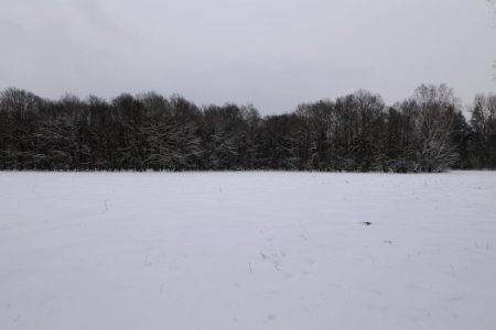 Meadow in the northwest of the Spandauer Forst with snow 2021-02-09 10