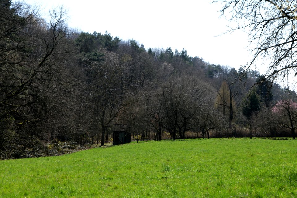 Meadow Oberhöchstadt 2020-03-25 04