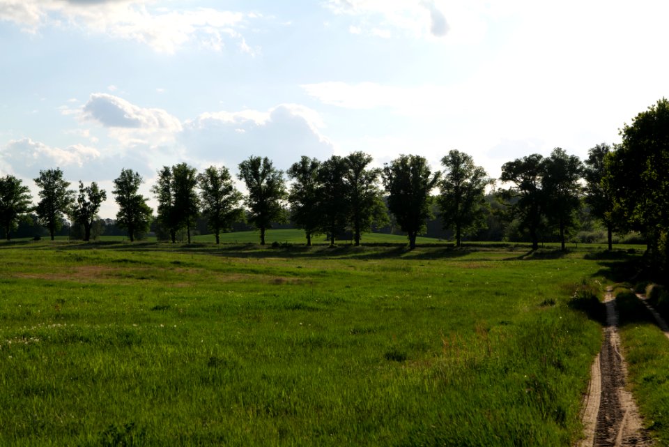 Meadow in Temmen-Ringenwalde 2021-05-29 05