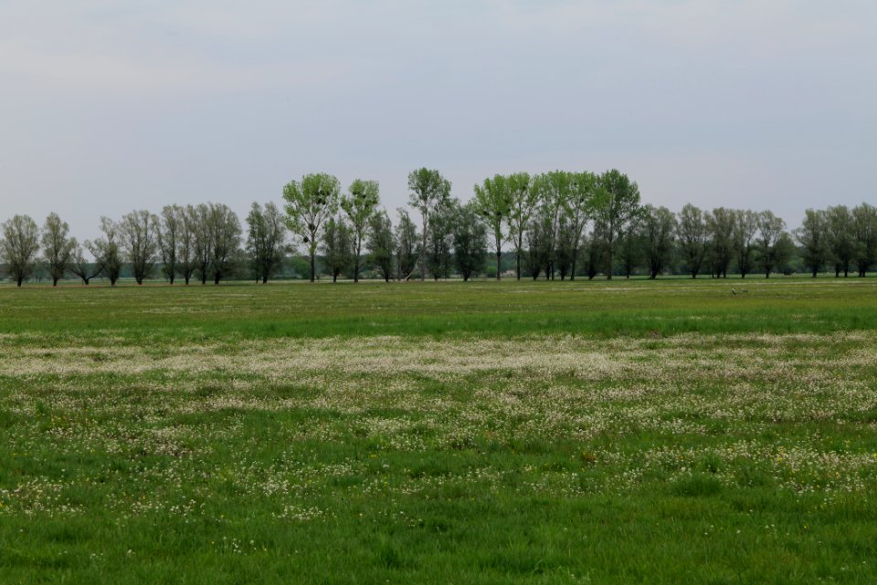 Meadow in Sommerfeld 2020-05-10 06