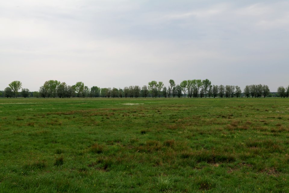 Meadow in Sommerfeld 2020-05-10 04