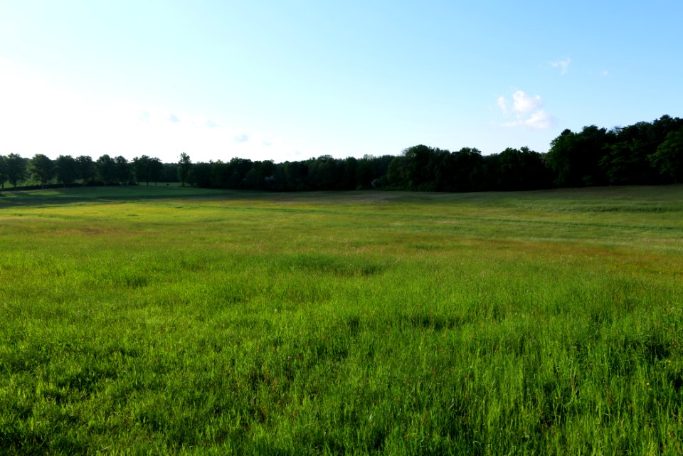 Meadow in Temmen-Ringenwalde 2021-05-29 08
