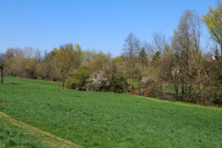 Meadow near Steinbach 2020-03-25 03