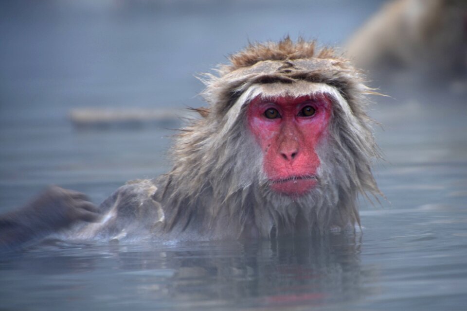 Monkey hot jigokudani