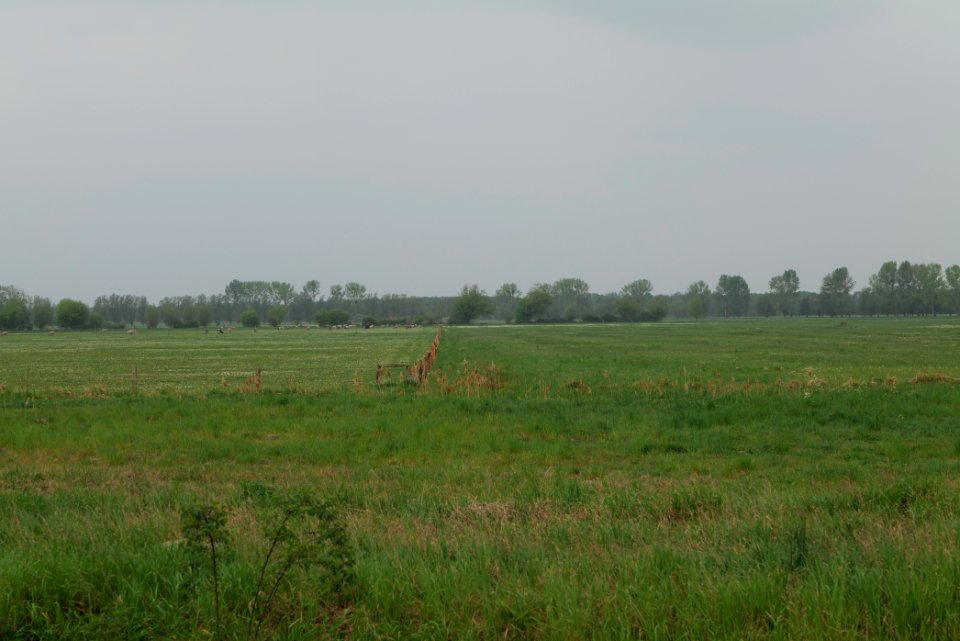 Meadow in Sommerfeld 2020-05-10 21
