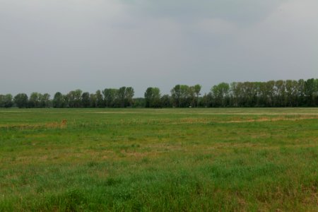 Meadow in Sommerfeld 2020-05-10 19