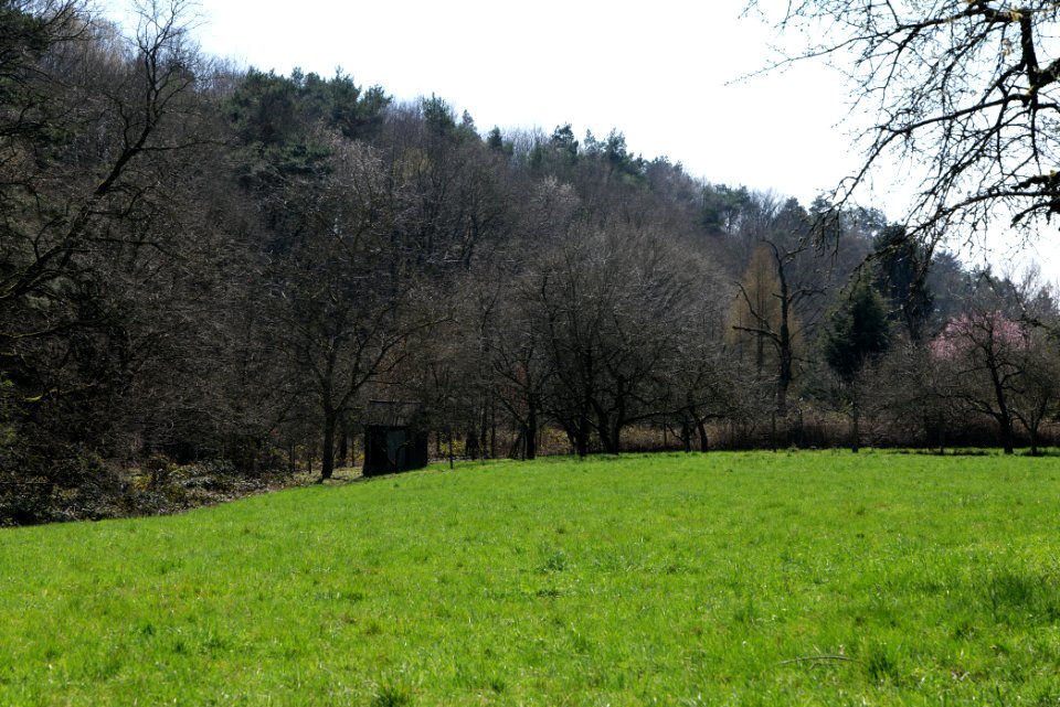 Meadow Oberhöchstadt 2020-03-25 03