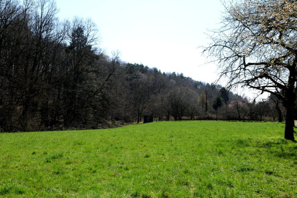 Meadow Oberhöchstadt 2020-03-25 05