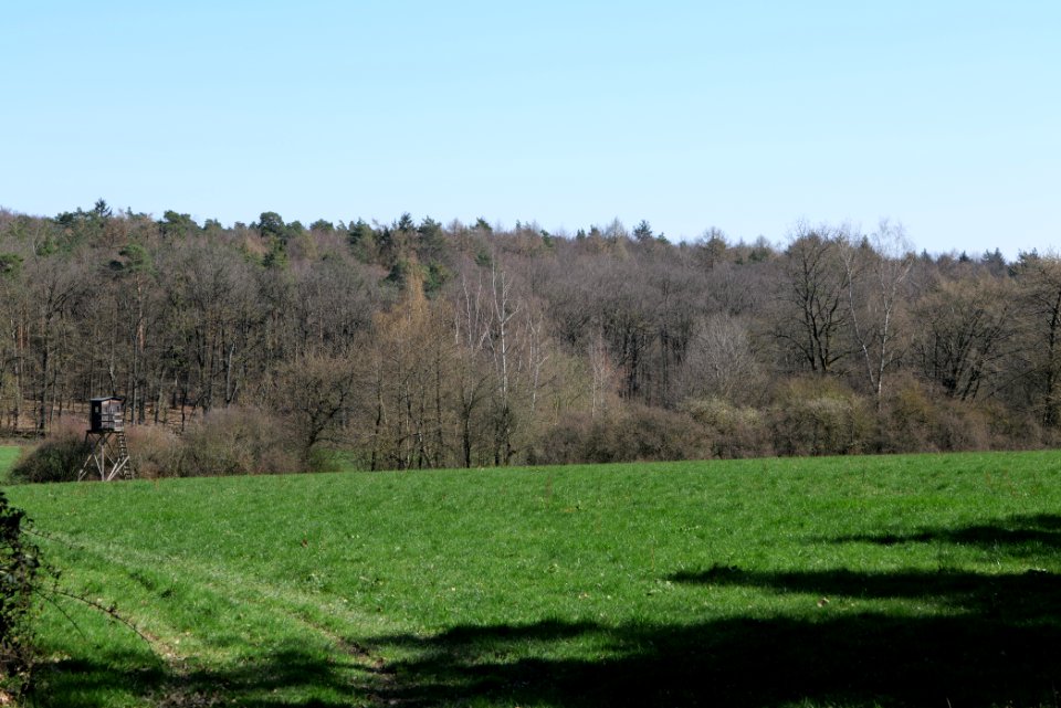 Meadow Oberhöchstadt 2020-03-25 20