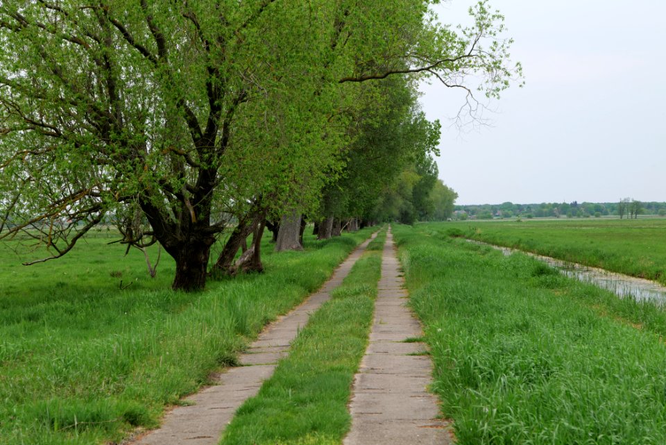 Meadow in Sommerfeld 2020-05-10 07