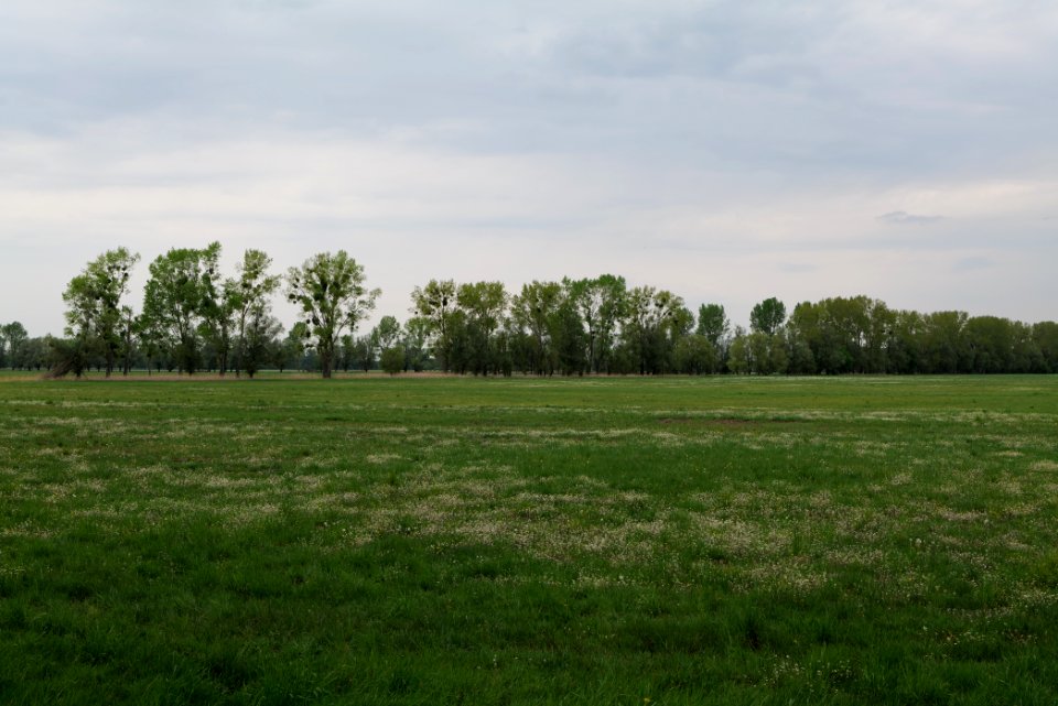 Meadow in Sommerfeld 2020-05-10 02