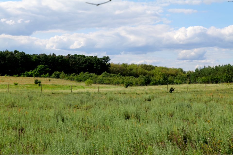 Meadow in Tasdorf 2020-07-22 03