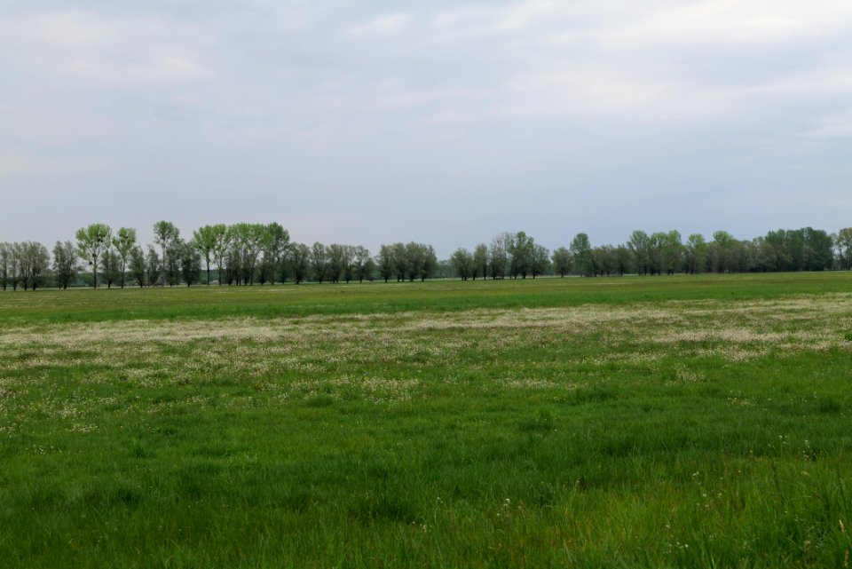 Meadow in Sommerfeld 2020-05-10 05