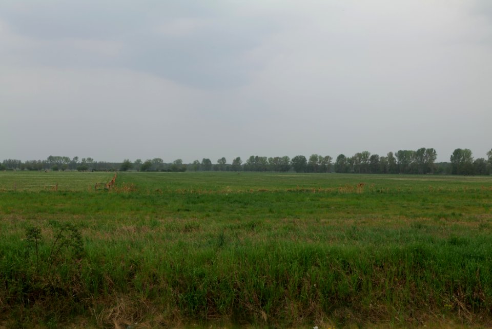 Meadow in Sommerfeld 2020-05-10 23