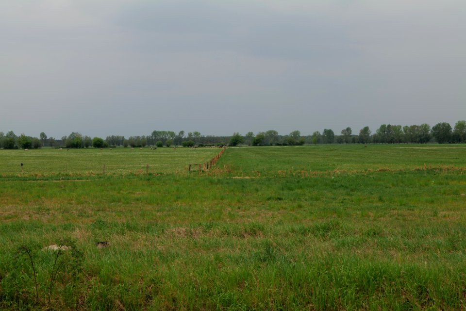 Meadow in Sommerfeld 2020-05-10 18