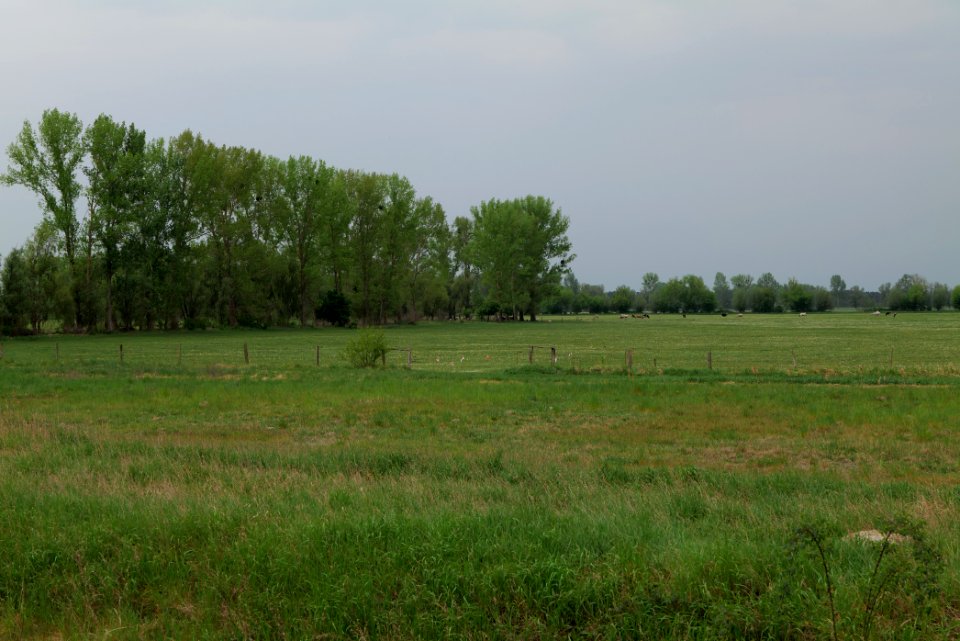 Meadow in Sommerfeld 2020-05-10 16