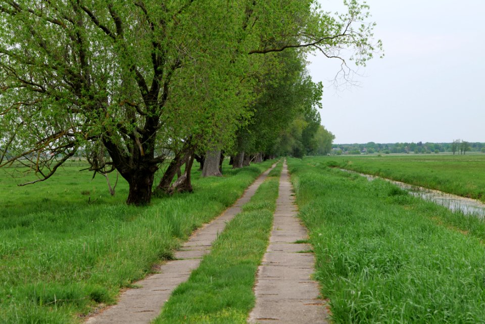 Meadow in Sommerfeld 2020-05-10 08