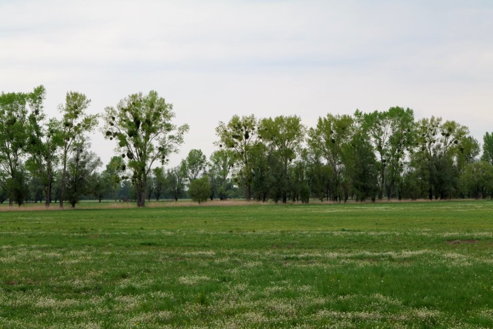 Meadow in Sommerfeld 2020-05-10 01