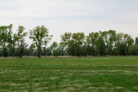Meadow in Sommerfeld 2020-05-10 01