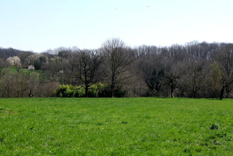 Meadow Oberhöchstadt 2020-03-25 09