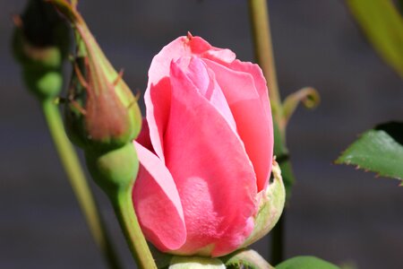 Decorative macro nature