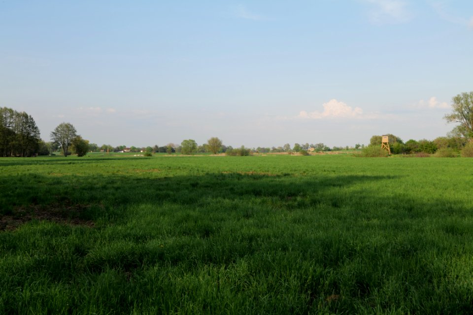 Meadow in Brusendorf 2021-05-11 13