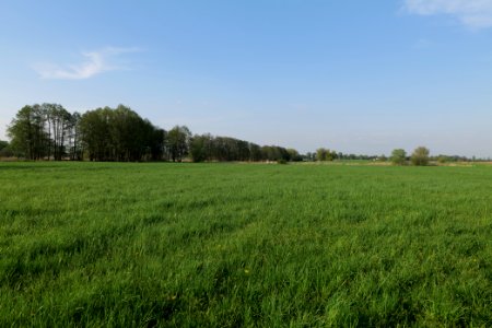 Meadow in Brusendorf 2021-05-11 08