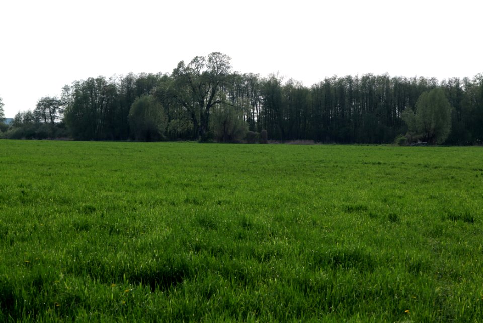 Meadow in Brusendorf 2021-05-11 03