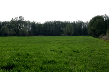 Meadow in Brusendorf 2021-05-11 04