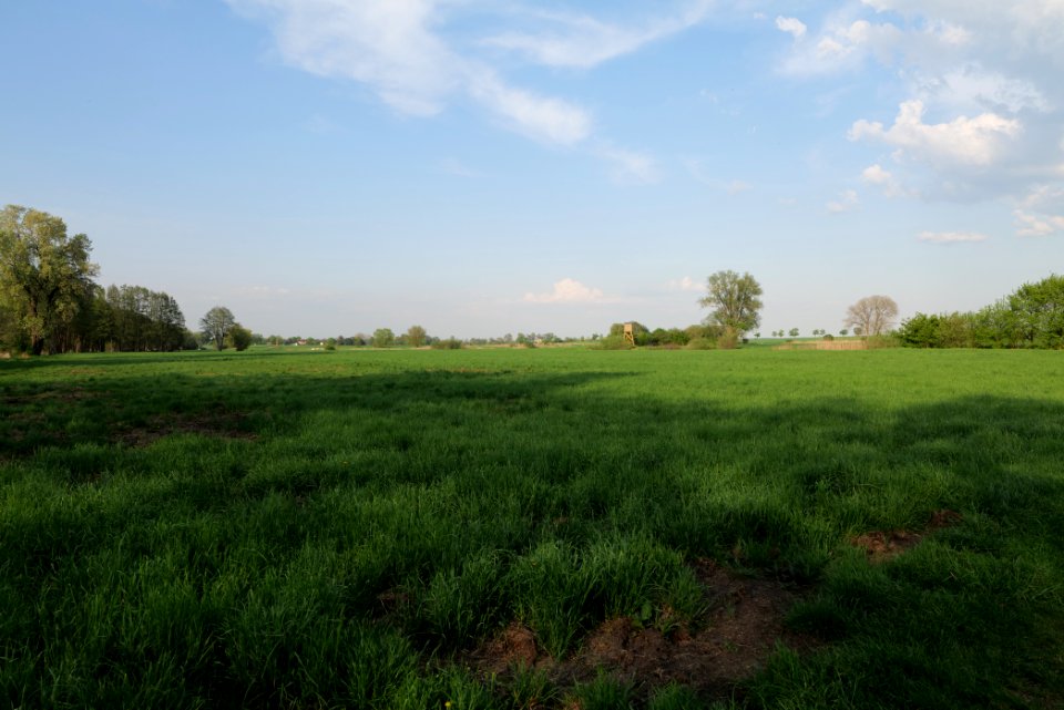 Meadow in Brusendorf 2021-05-11 11