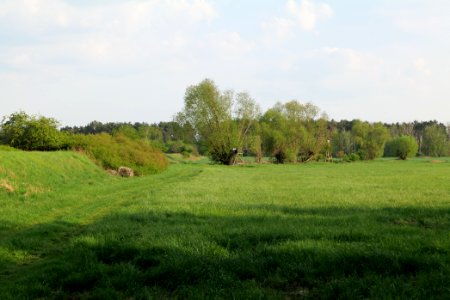Meadow in Brusendorf 2021-05-11 15