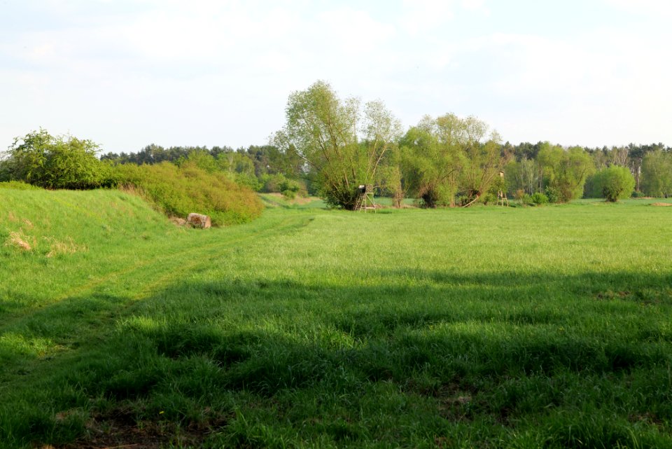 Meadow in Brusendorf 2021-05-11 16