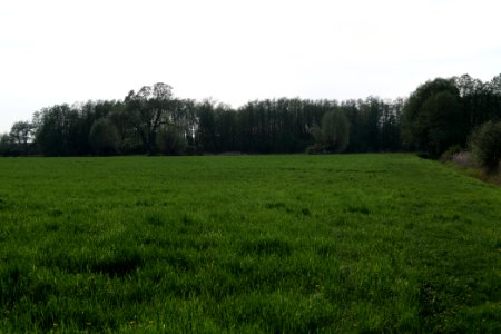 Meadow in Brusendorf 2021-05-11 05