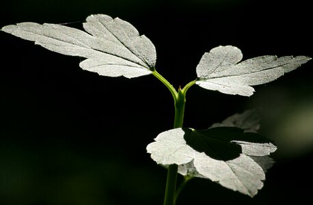 Macro plant bright