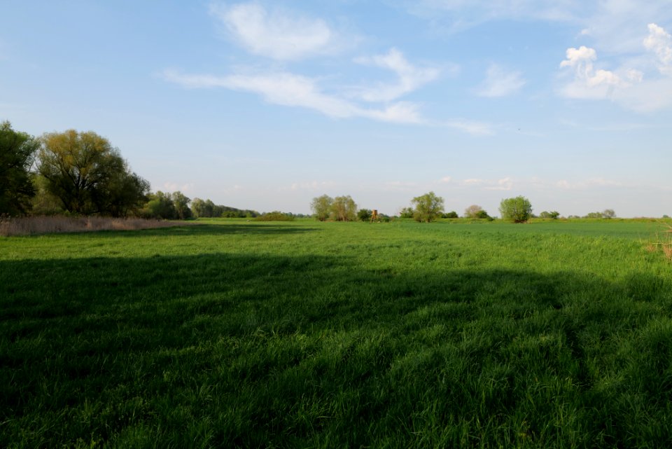 Meadow in Brusendorf 2021-05-11 26