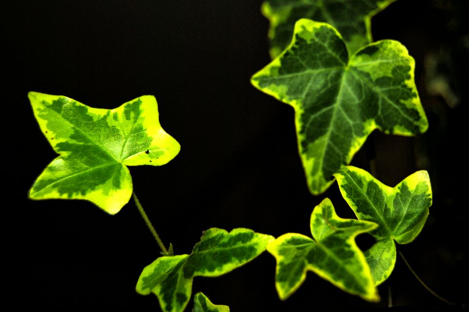 Green ivy leaf entwine